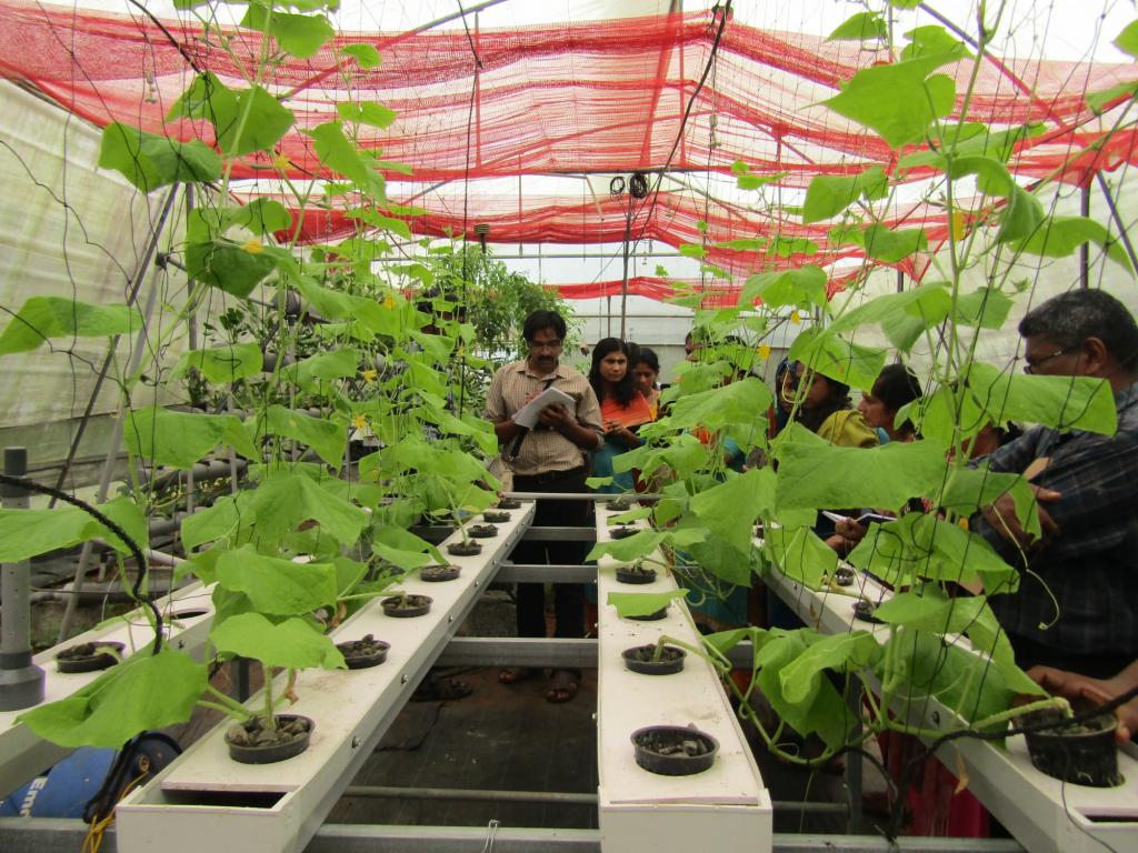 Field Visit Hydroponics & Aquaponics
